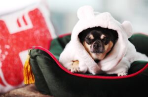 Låt den sovande hunden ligga (I Hemmelsäng)! Hotels.com lanserar världens bästa jobb... for ditt husdjur 2