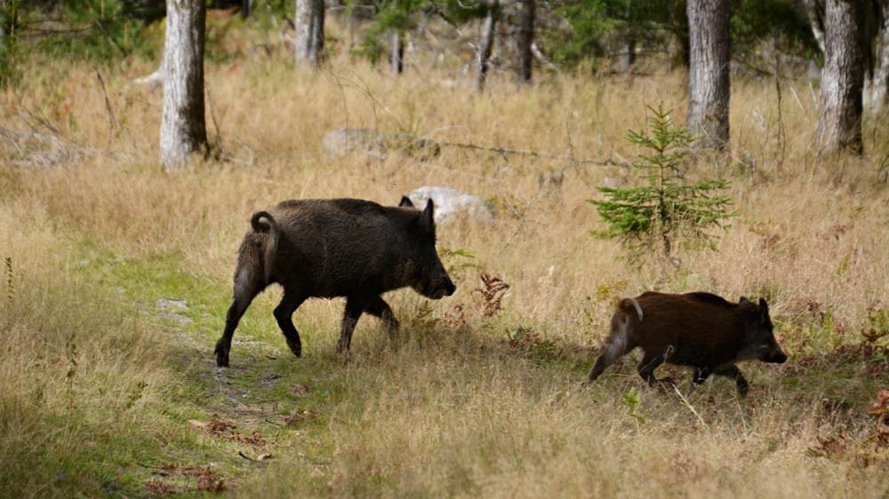 Första appen kring vildsvin är på gång i Halland