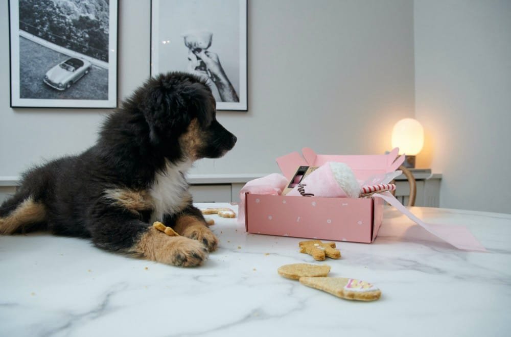 Fyrbenta vänner intar foodoras handelsplattform: Dog Bakery öppnar digitala butiker för leveranser av handbakade godsaker till hundar Fyrbenta vänner intar foodoras handelsplattform: Dog Bakery öppnar digitala butiker för leveranser av handbakade godsaker till hundar